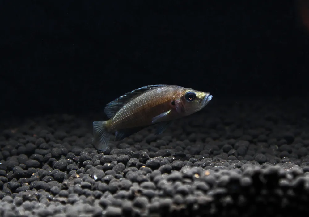 Dwarf Sumbu Shell Compressiceps Cichlid - Rick