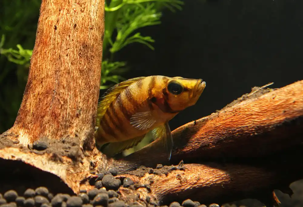 Red Fin Compressicep Cichlid - Rick