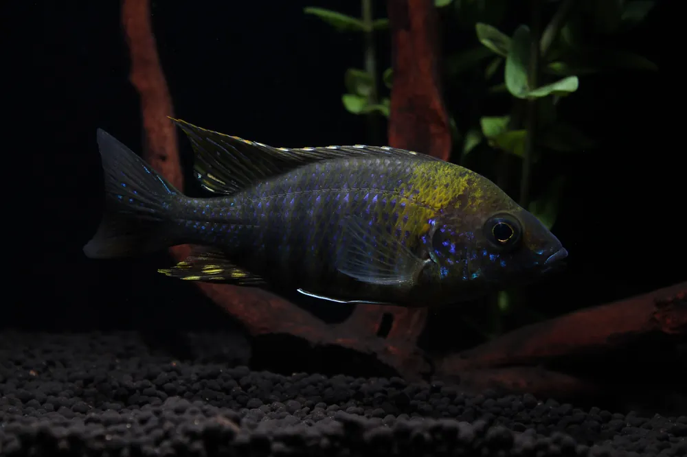 Green Face Peacock Cichlid - Rick