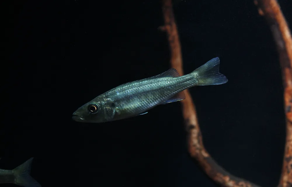 Malawi Barracuda Cichlid - Rick