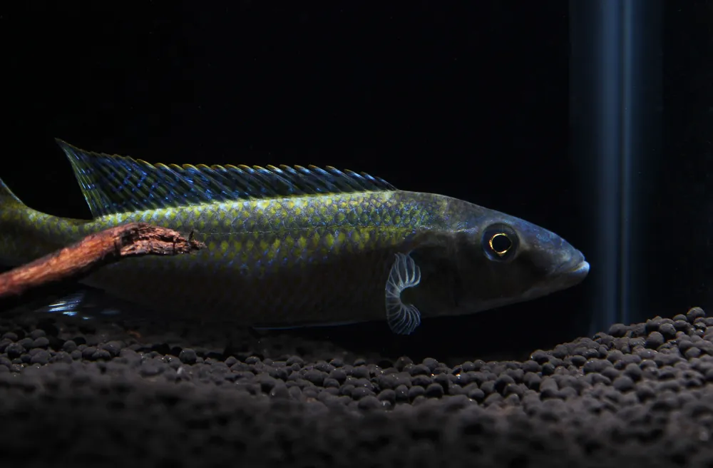 Champsochromis Cichlid - Rick