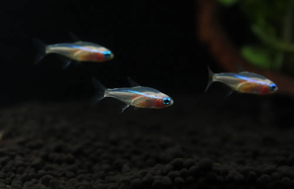 Gold Neon Tetra - Cichlid Exchange