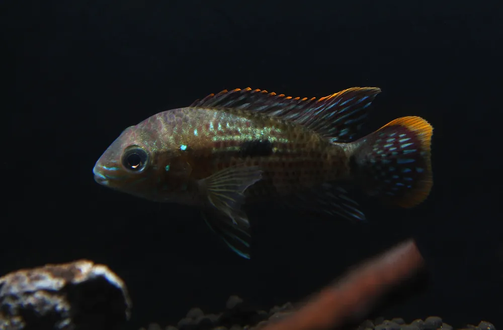 Green Terror Juvenile Cichlid - Cichlid Exchange