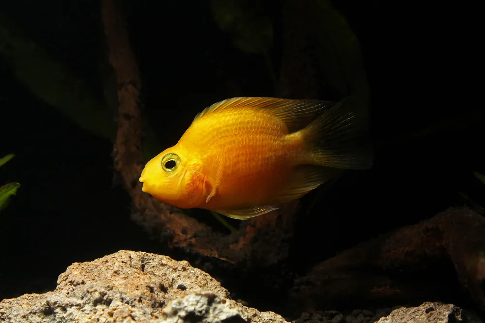 Yellow Parrot Cichlid - Cichlid Exchange