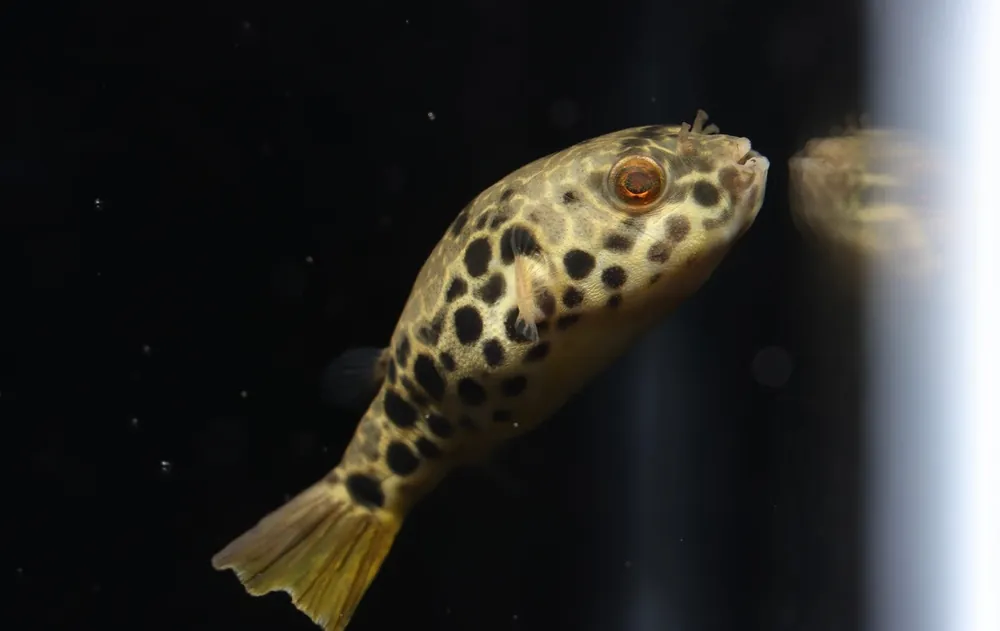Tetraodon Schoutedeni Puffer Fish - Cichlid Exchange