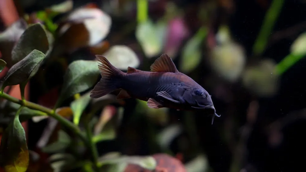 Schultzei Black Corydoras Catfish - Cichlid Exchange