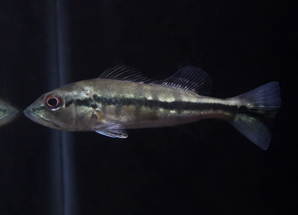 Intermedia Peacock Bass - Wes
