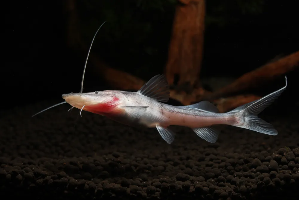 Tigrinus Catfish - Wes