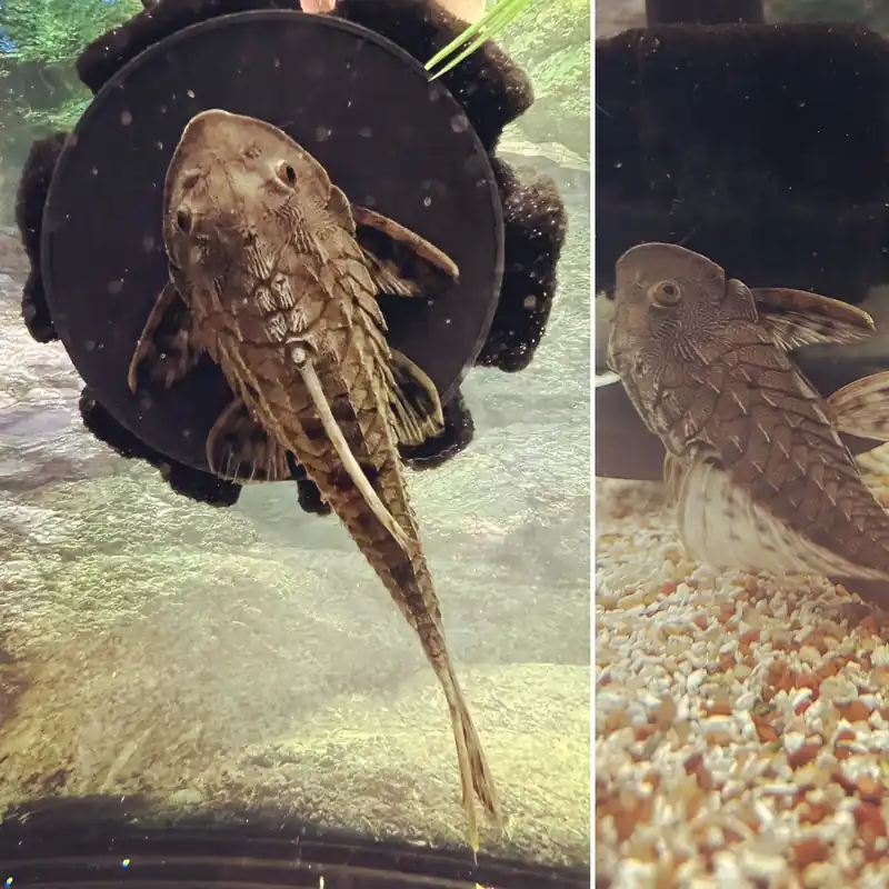 Pinecone L152 Plecostomus - Wes