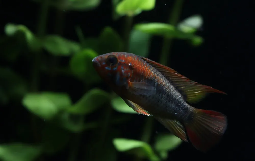 Apistogramma Macmasteri "Super Red" - Emark Tropical Imports