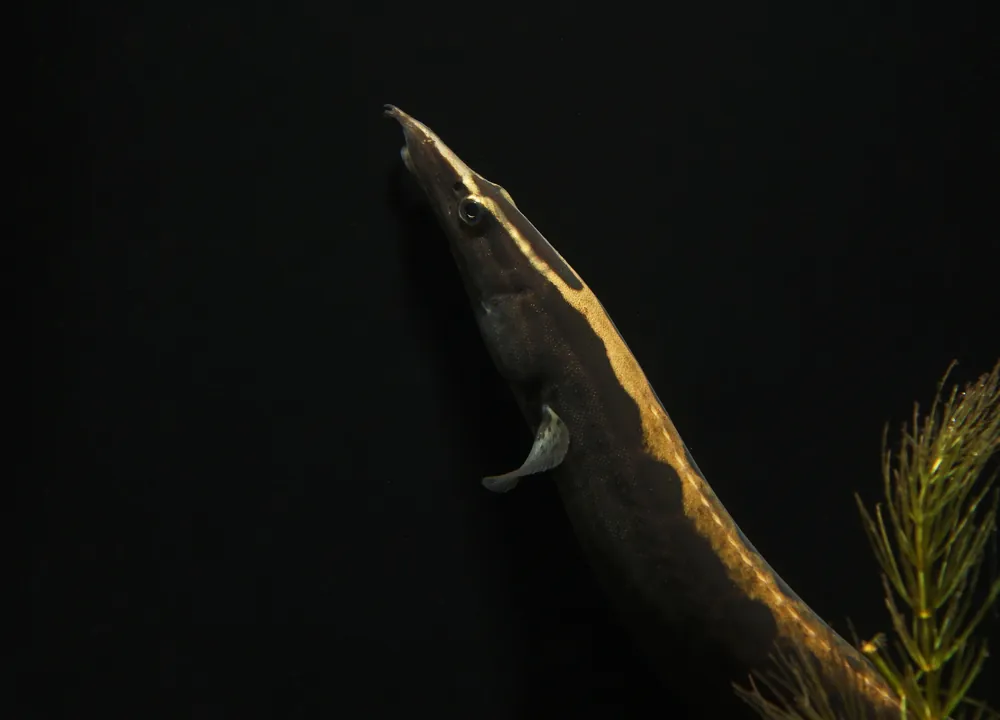 Black Spotted Eel - Cichlid Exchange