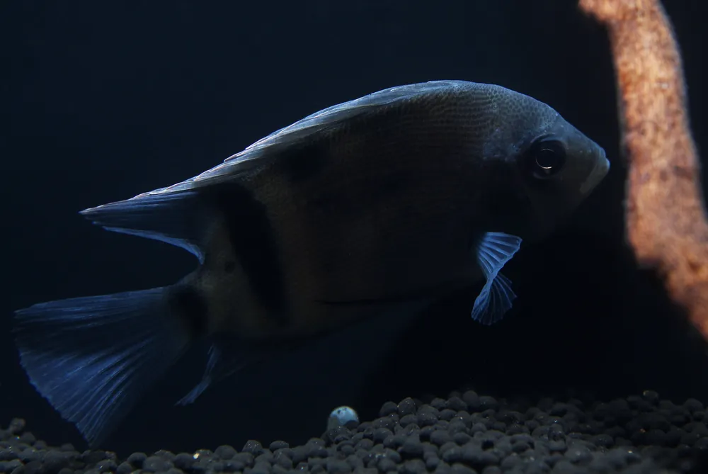 Panda Uaru Cichlid - Predatory Fins