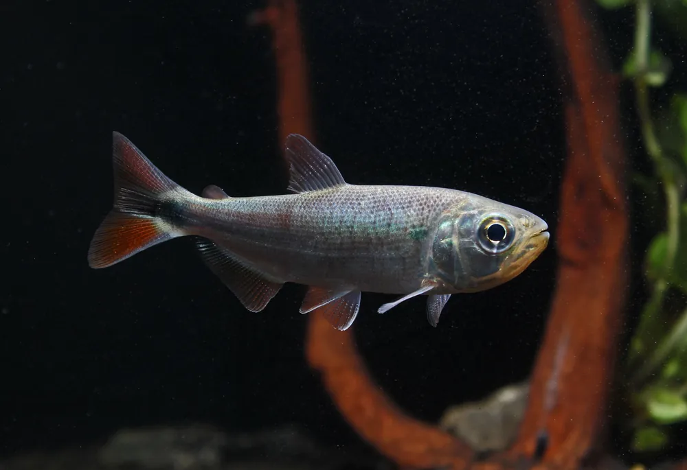 Red Tail Brycon - Predatory Fins