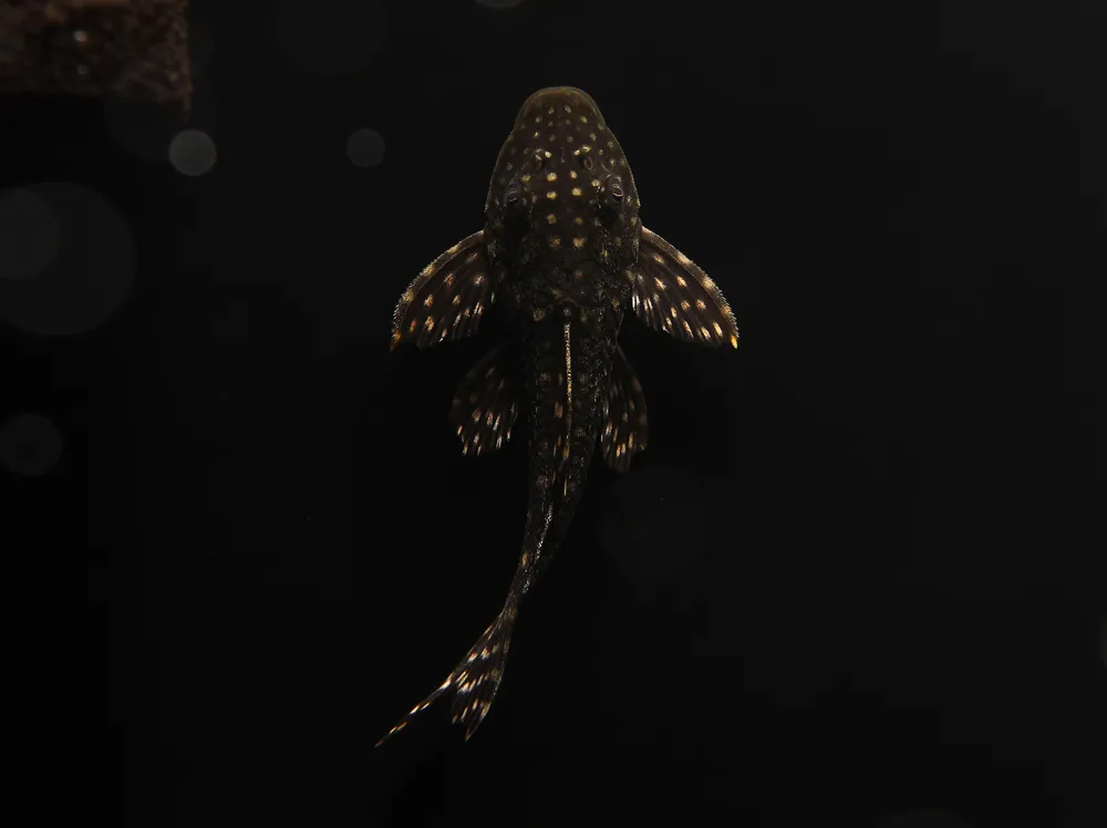 Hypostomus Sertanejo Plecostomus - Predatory Fins