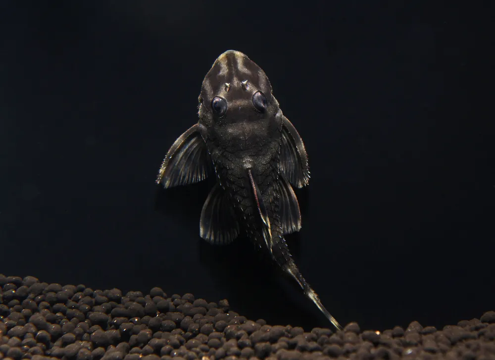 Butterfly Plecostomus L168 - Predatory Fins