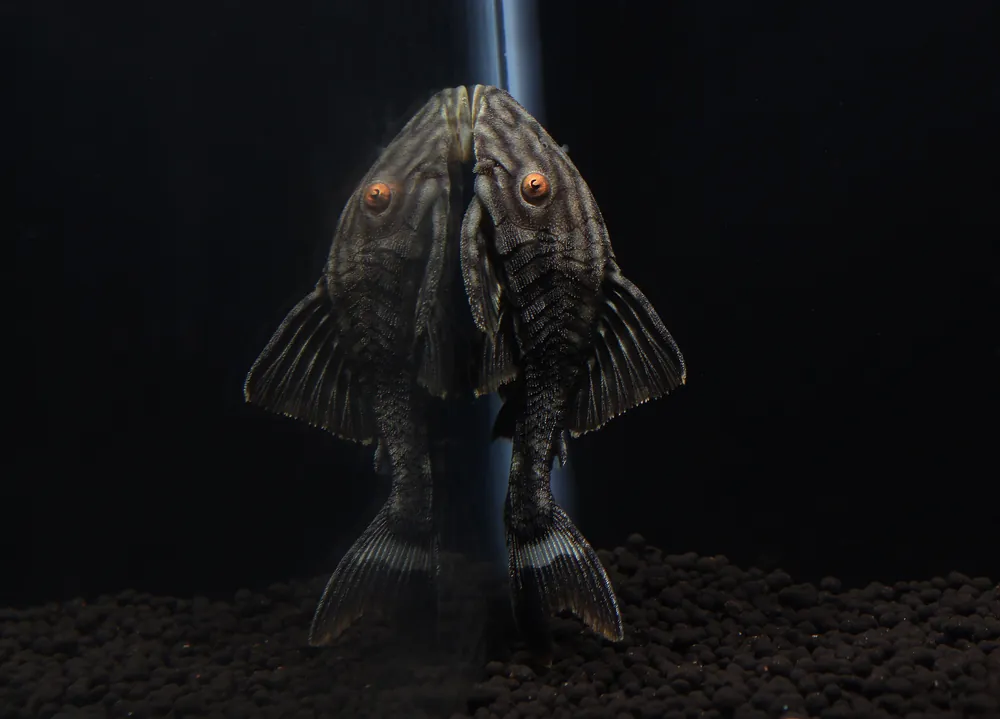 Half Spotted Watermelon Plecostomus L330 - Predatory Fins