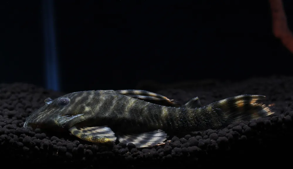Tankei Tiger Plecostomus L398 - Predatory Fins