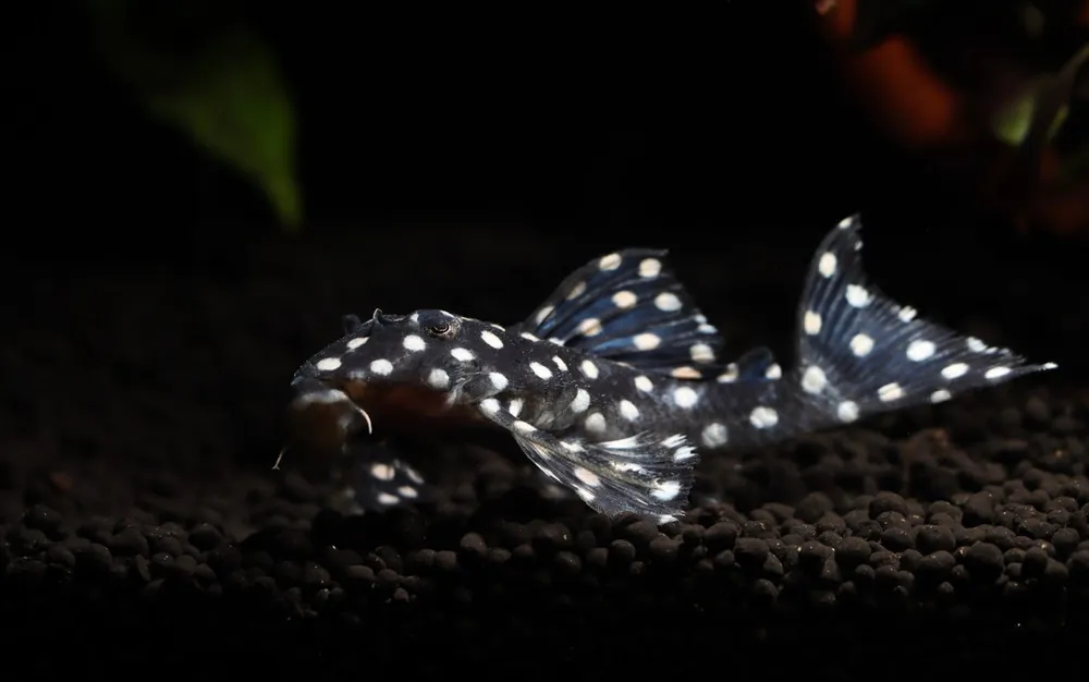 Big Spot Snow Ball Plecostomus L471 - Predatory Fins