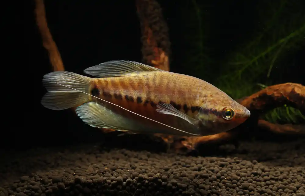 Snakeskin Gourami - 5D Tropical