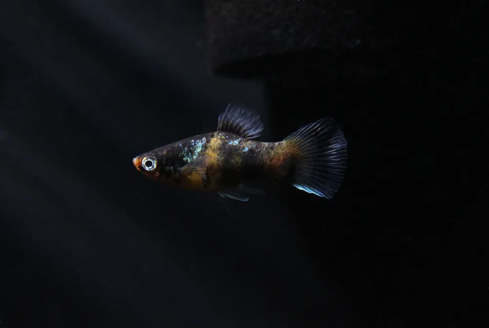 Bumble Bee Platy - 5D Tropical