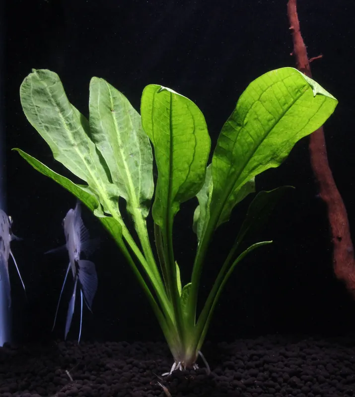 Rosetta Sword - 5D Tropical