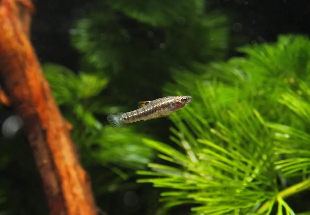 Least Killifish - Natural Environment Aquatix