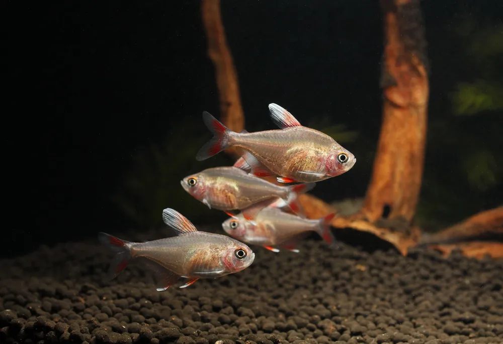 White Fin Tetra (hy511) - Cichlid Exchange