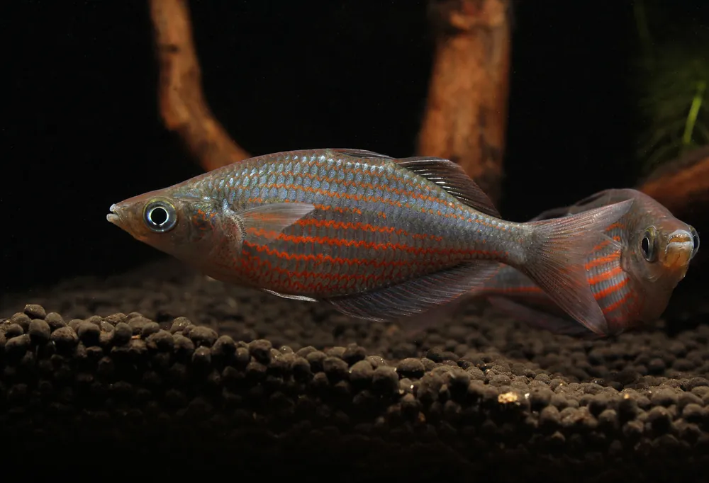 Doriyti Rainbow Fish - Carolina Aquatics