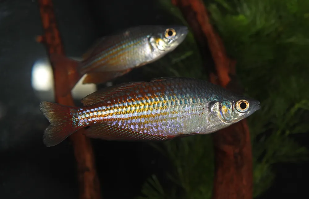 Deep Water Creek Rainbow - Carolina Aquatics