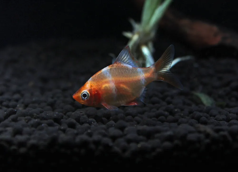 Golden Tiger Barb - Emark Tropical Imports
