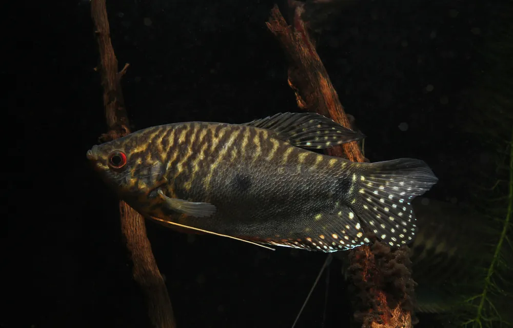 Assorted Large Gourami - Natural Environment Aquatix