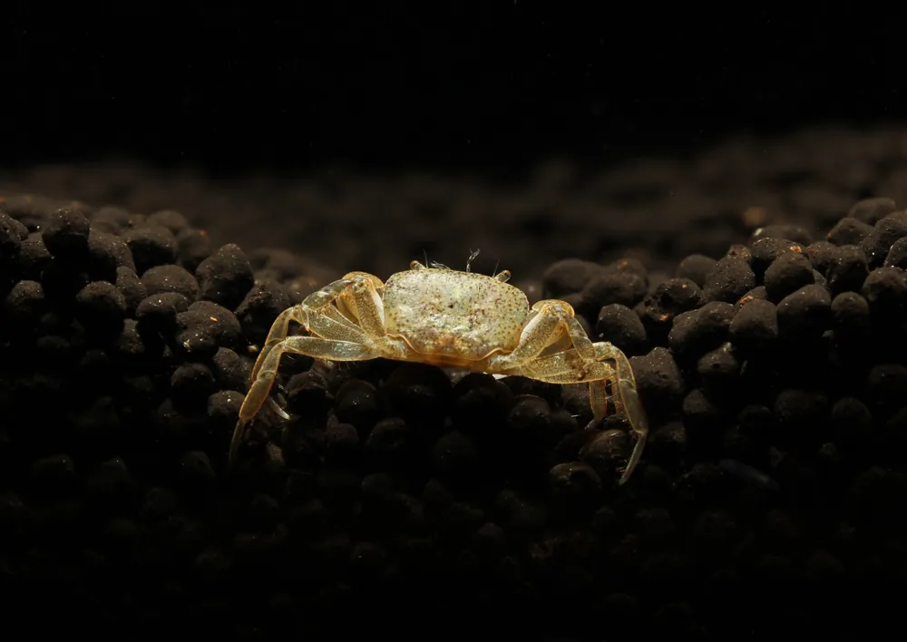 Pom Pom Crab - Natural Environment Aquatix