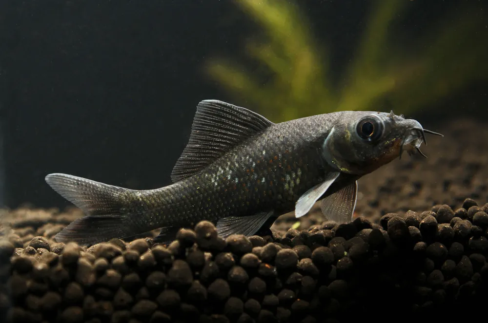 Black Shark - Sun Pet