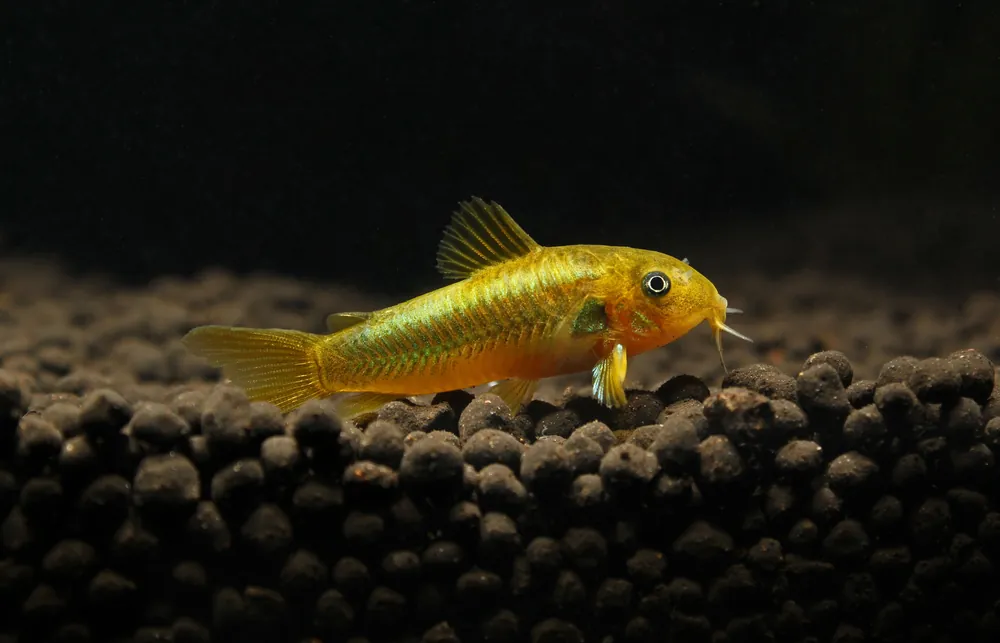 Green Laser Corydoras Catfish - Cichlid Exchange