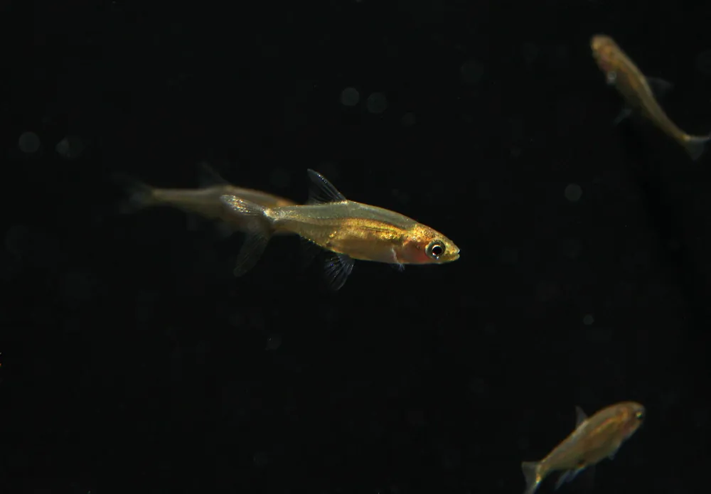 Rummynose Rasbora - Cichlid Exchange