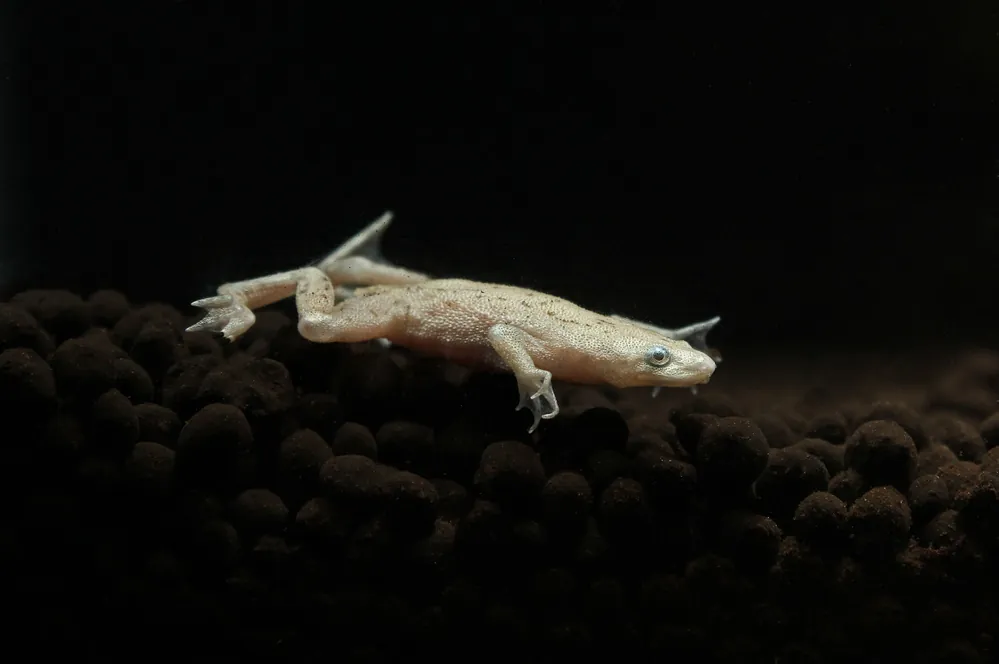Blonde African Dwarf Frog - Carolina Aquatics
