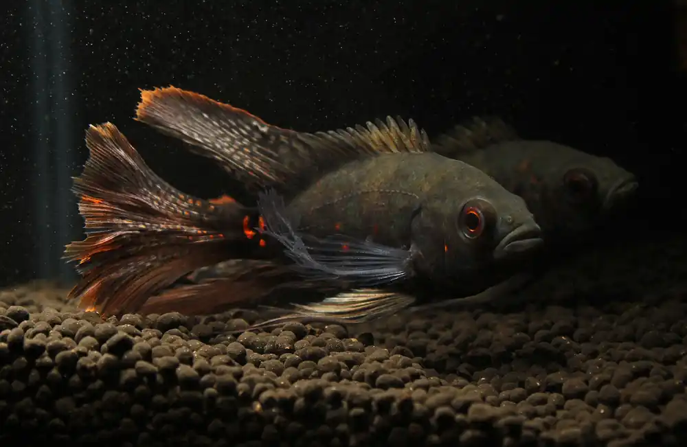 Longfin Oscar Cichlid - Quality Gold