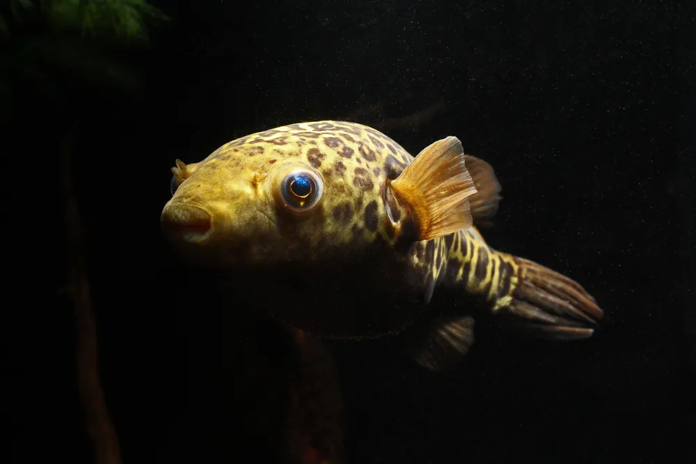 Giant Spot Bangkok Puffer - Quality Gold
