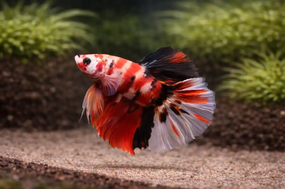 Koi Half-moon Betta Male