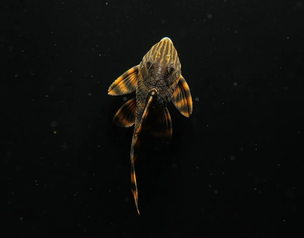 Gold Tiger PlecostomusLDA 01 - Natural Environment Aquatix