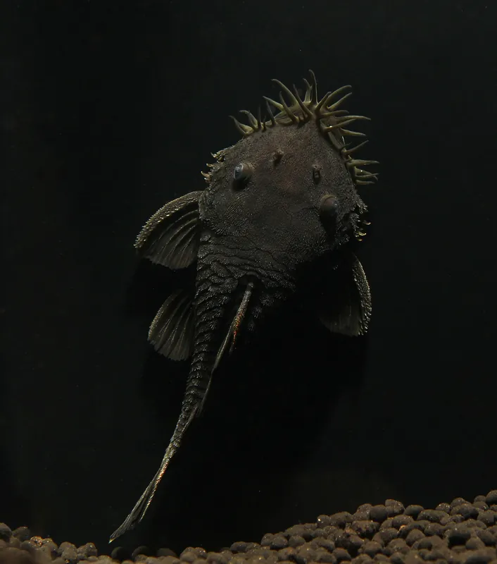 Medusa Plecostomus L 34 - Cichlid Exchange