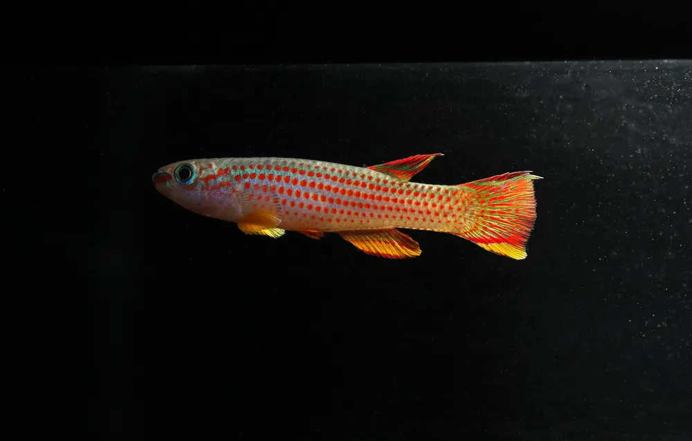 Aphyosemion Striantum " Red Striped Killifish" Pair - Natural Environment Aquatix