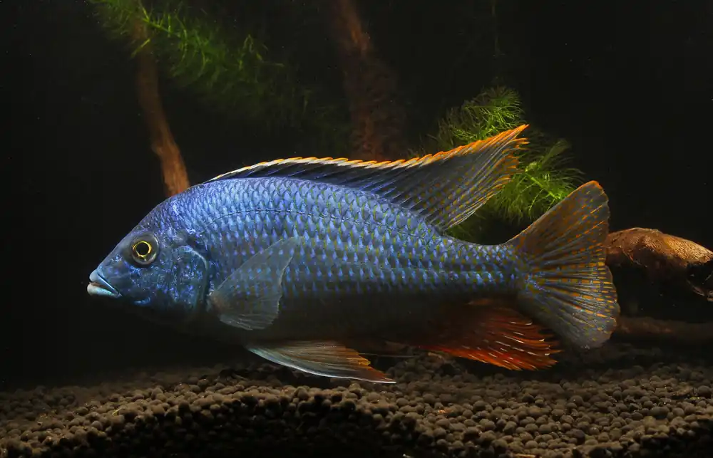 Oxyrhyncus Cichlid - Natural Environment Aquatix