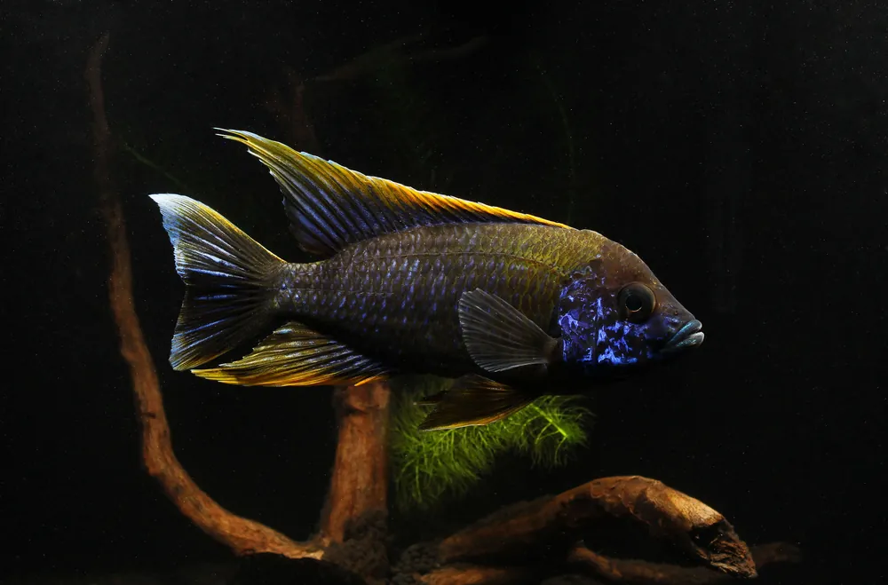 Lwanda Peacock Cichlid - Natural Environment Aquatix