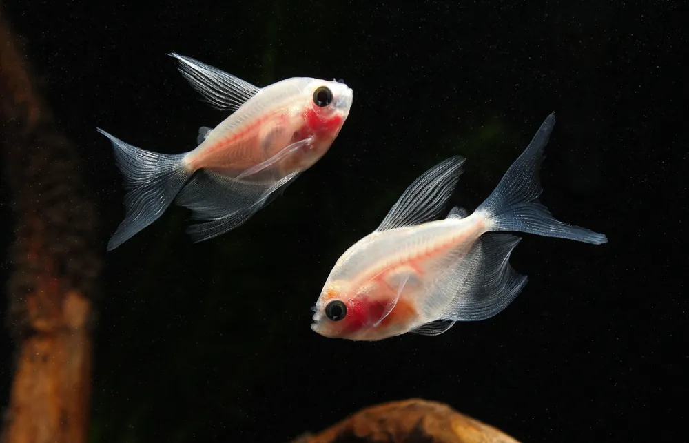 Blushing White Tetra - 5D Tropical