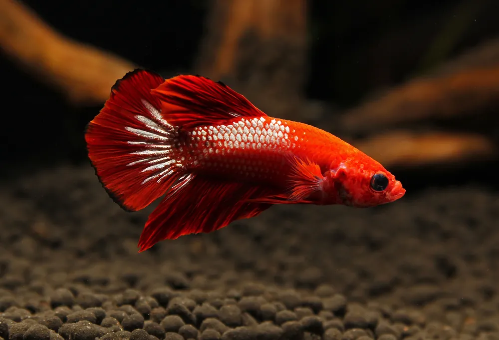 Plakat Hellboy Male Betta Fish - Cichlid Exchange