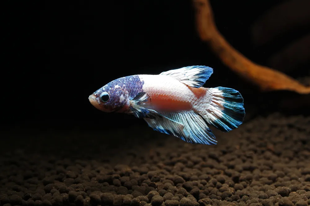 Plakat Marble Male Betta Fish - Cichlid Exchange