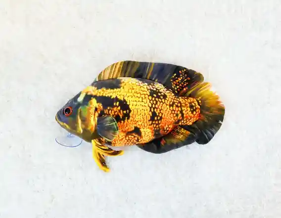 Lava Oscar Plushie - GreenPleco