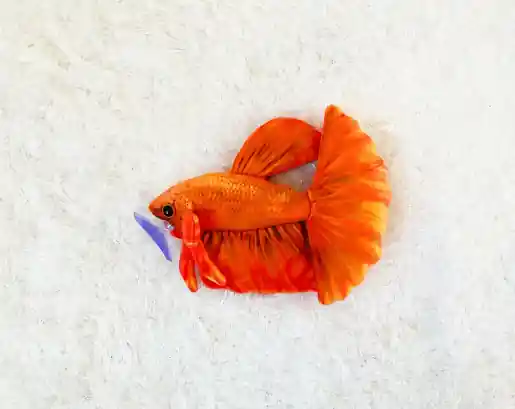 Orange Betta Plushie - GreenPleco