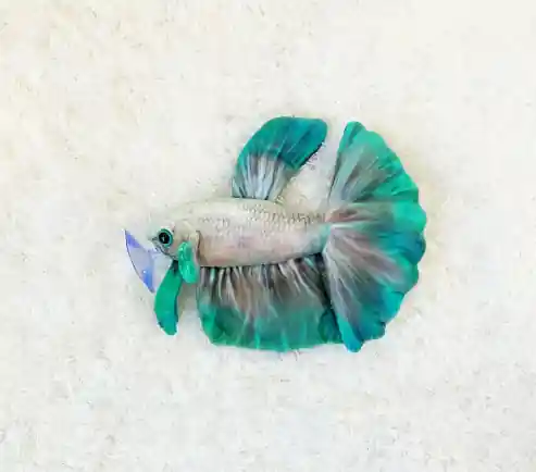 Jade Mist Betta Plushie - GreenPleco
